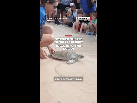 Rescued turtle ‘Nutella’ is sent back into the ocean