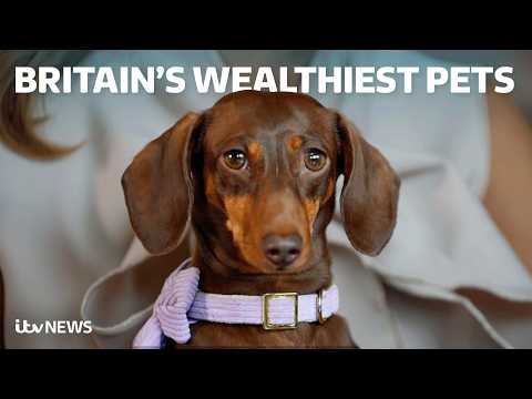 Animal ‘influencers’: Could your pet pay your bills? | Tonight
