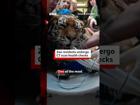 The tiger who came for CT. #BBCNews