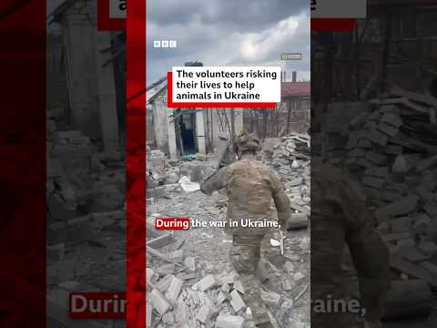 Who are the volunteers risking their lives to help animals in Ukraine? #Ukraine #Animals #BBCNews