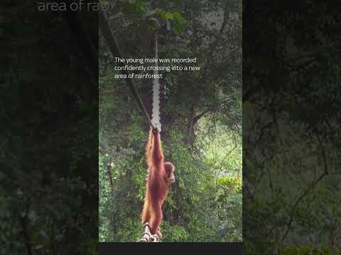 Sumatran orangutan uses canopy bridge in world first