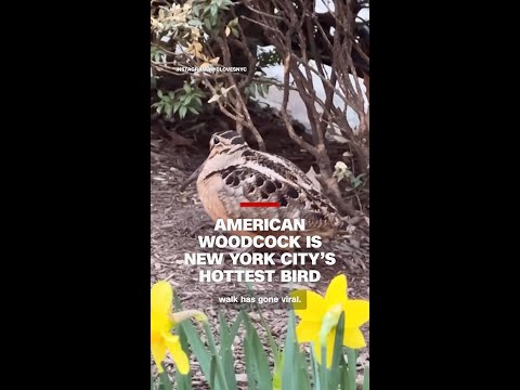 American Woodcock is New York City’s hottest bird