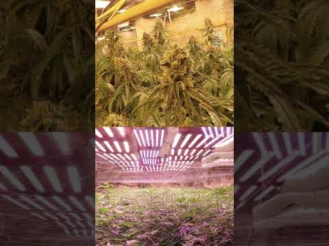 Massive cannabis farm uncovered inside former Bulgarian mine