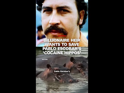 Billionaire heir wants to save Pablo Escobar’s ‘cocaine hippos’