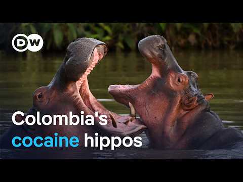 Escobar’s cocaine hippos: Should they be culled? | DW News