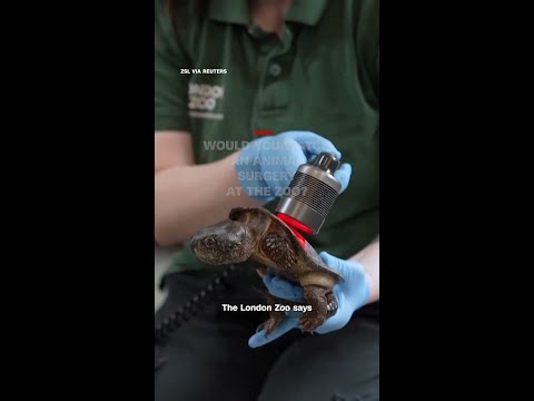 Would you watch an animal surgery at the zoo?