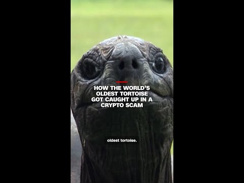 How the world’s oldest tortoise got caught up in a crypto scam