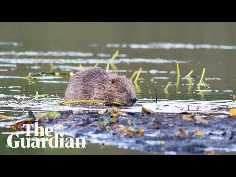 Beavers thriving after being reintroduced to English wild