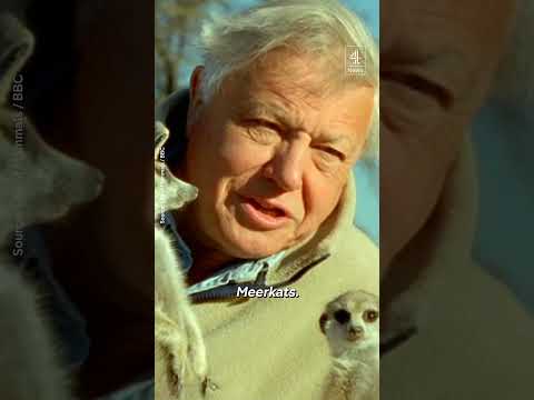 Sir David Attenborough celebrates 100th birthday