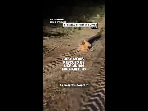 Baby moose rescued by Ukrainian firefighters