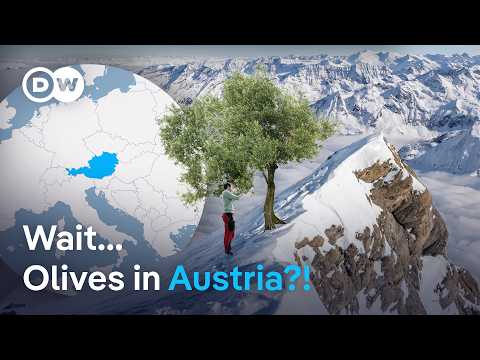 Olives in Austria: The experiment that could change European olive oil | DW News