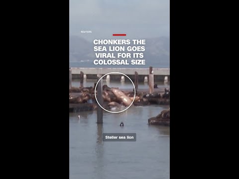 Chonkers the sea lion goes viral for its colossal size