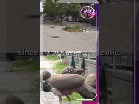 120 Peacocks Are Taking Over This Italian Village