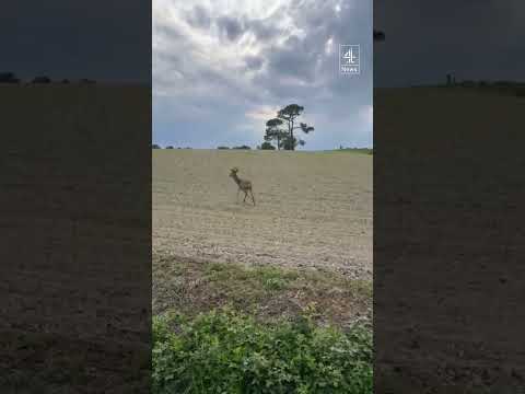 Police warn of ‘drunk’ deer road safety risk in France