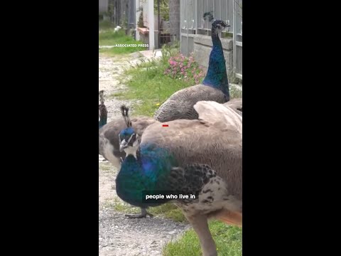 These peacocks have taken over an Italian town