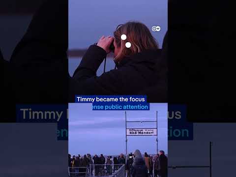 ‘Timmy’ the whale confirmed dead, spotted off Danish island | DW News