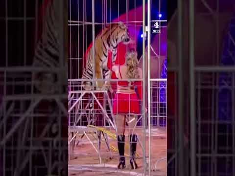 ‘Tiger Queen’: escaped tiger shot dead by German police after attacking handler