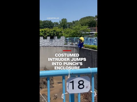 Costumed intruder jumps into Punch’s enclosure