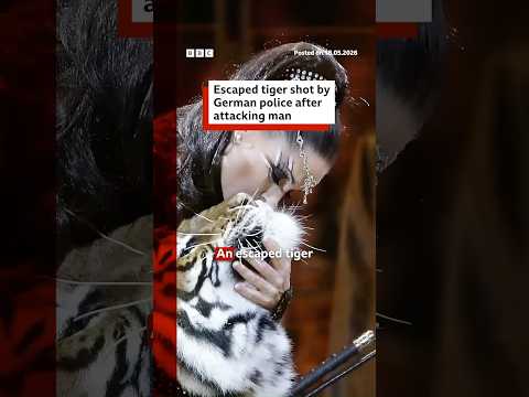 Escaped tiger shot by German police after attacking man. #Germany #BBCNews