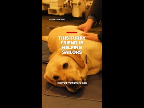 This furry friend is helping sailors