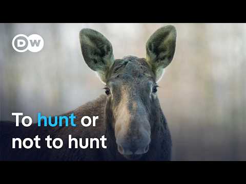 Poland’s elk debate: Should hunting be allowed? | Focus on Europe