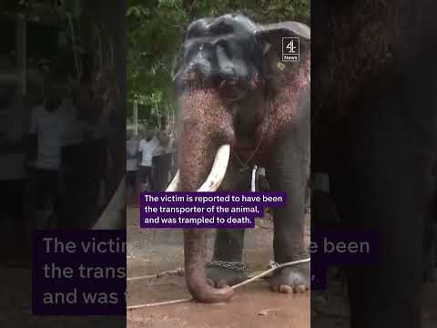Elephant goes berserk and kills one in India