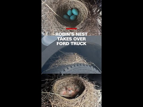 Robin’s nest takes over Ford truck
