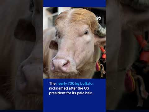 Bangladesh’s rare Albino buffalo named ‘Donald Trump’ becomes Eid sensation | DW News