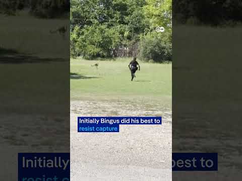 Texas police officers chase runaway kangaroo | DW News