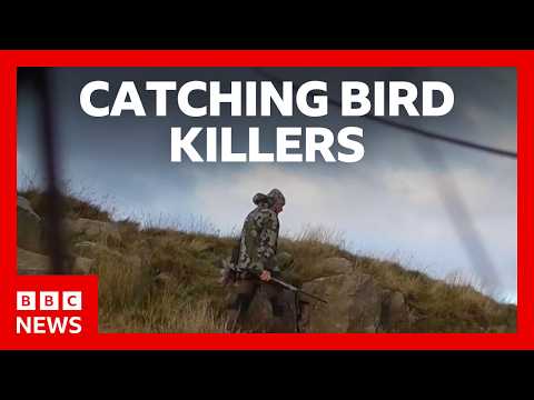 Catching the people illegally killing Britain’s birds of prey | BBC News