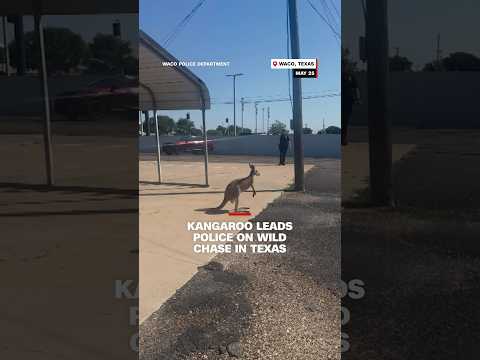 Kangaroo leads police on wild chase in Texas