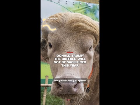 ‘Donald Trump’ the buffalo will not be sacrificed this year