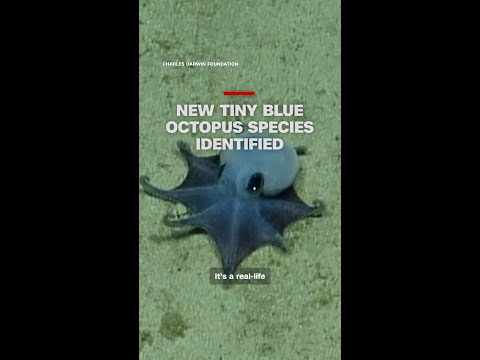 Scientists identify new tiny blue octopus species