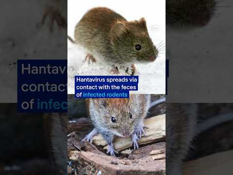 Suspected hantavirus outbreak kills three on cruise ship | DW News