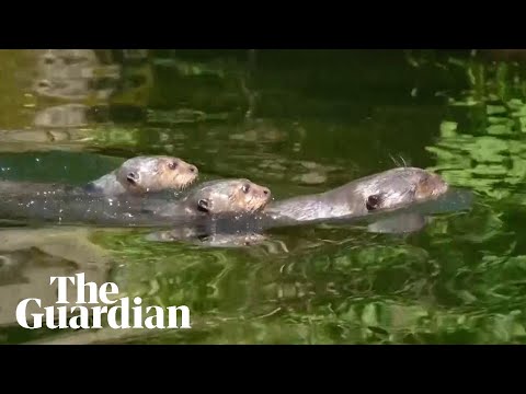 Footage of rare giant otter pups at Chester zoo