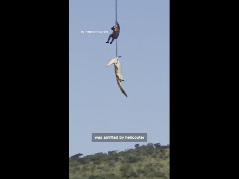 Police officer airlifted after retrieving body of crocodile