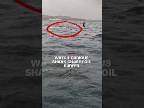 Watch curious shark chase foil surfer