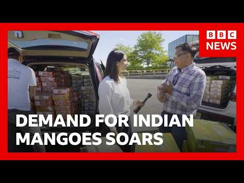 Demand for Indian mangoes soar as cargo fees rise | BBC News