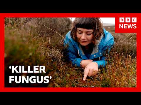 ‘Killer fungus’ destroying invasive plant in UK | BBC News