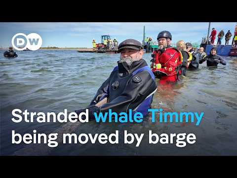 ‘Everyone surprised’ that Timmy the stranded whale lasted this long, says marine biologist | DW News