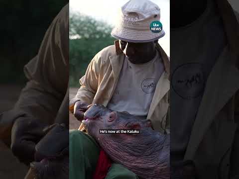Bumpy was just days old when rescuers found him at Lake Oloiden #babyhippo #wildlife #animalrescue
