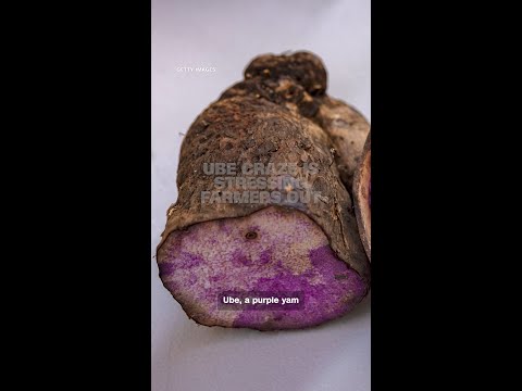 Ube craze is stressing farmers out