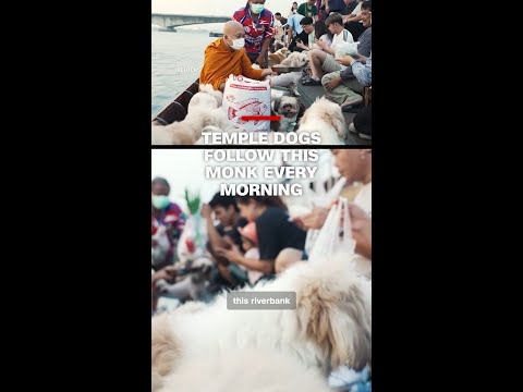 Temple dogs follow this monk every morning