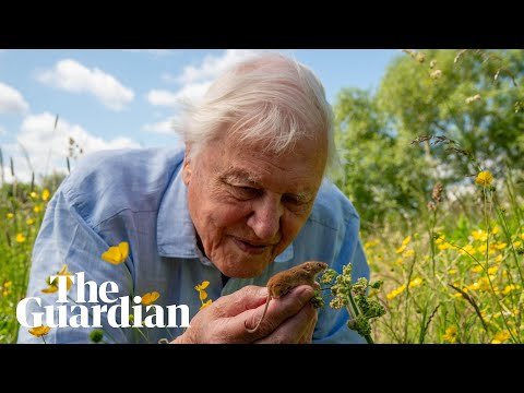 Sir David Attenborough ‘overwhelmed’ by 100th birthday greetings – audio