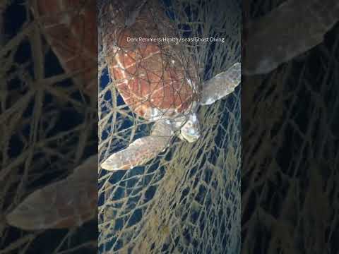 First ever footage of great white shark in the Med