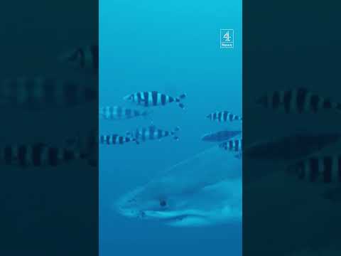 Rare shark sighting in Mediterranean