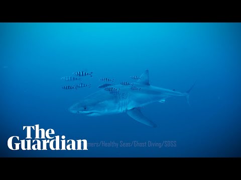 Diver captures rare footage of great white shark in the Mediterranean Sea