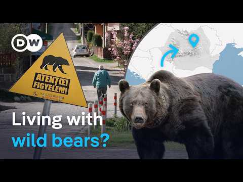 Living with bears: A Romanian town and its wild neighbors | DW Environment