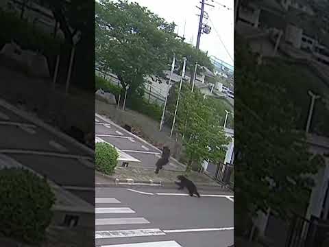 Black bear captured near Tokyo after residents told to stay home
