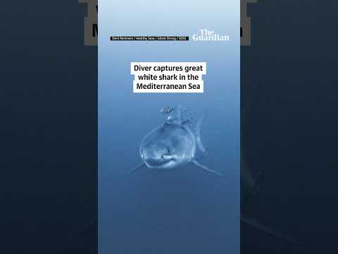 Diver captures rare video of great white shark in Mediterranean Sea